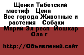  Щенки Тибетский мастиф › Цена ­ 50 000 - Все города Животные и растения » Собаки   . Марий Эл респ.,Йошкар-Ола г.